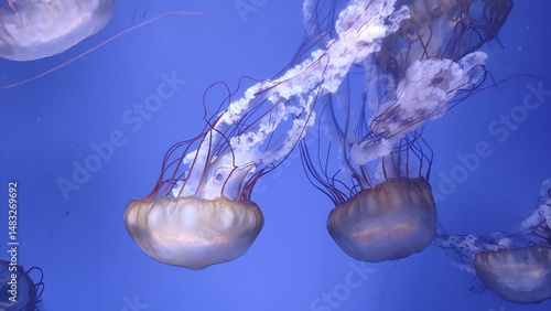 jelly fish in the water, Seabed, Aquarium, Jellyfish, Beautiful Jellyfish