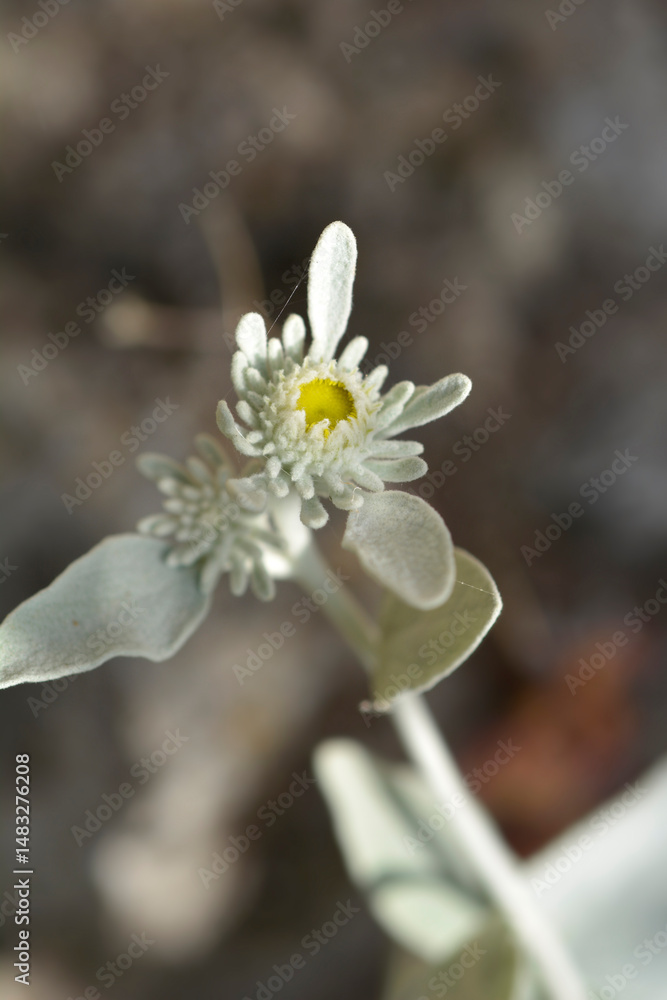 Inula flower and leaves - Latin name - Inula verbascifolia