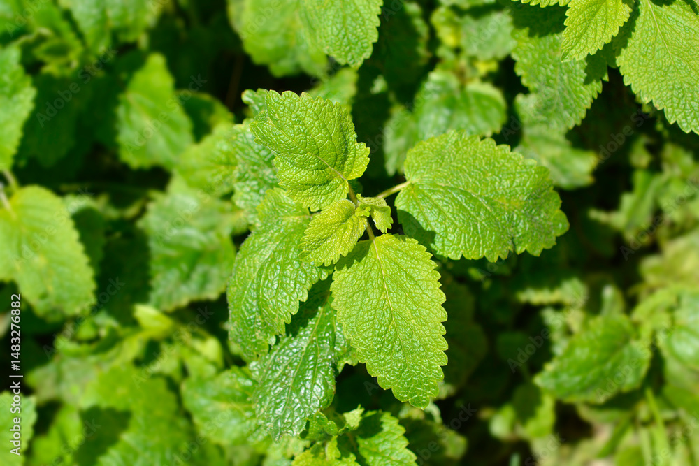 Lemon balm leaves - Latin name - Melissa officinalis
