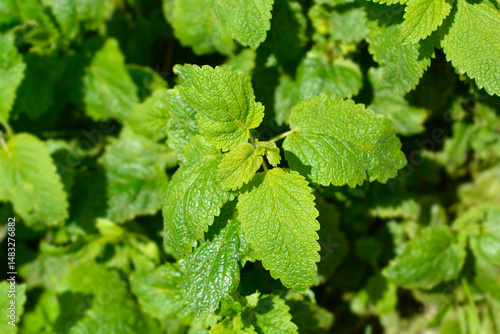 Obraz na płótnie Lemon balm leaves - Latin name - Melissa officinalis w salonie