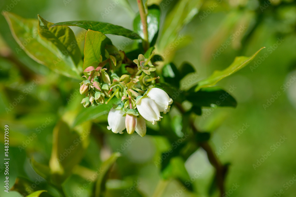 Highbush blueberry flowers - Latin name - Vaccinium corymbosum