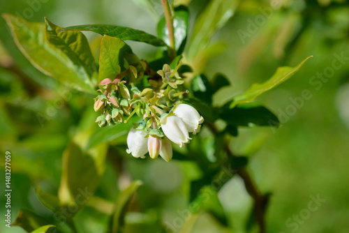 Obraz na płótnie Highbush blueberry flowers - Latin name - Vaccinium corymbosum w salonie