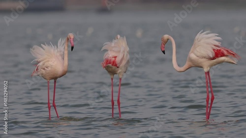 Greater Flamingos territory fight while feeding in the early morning hours at Eker creek, Bahrain