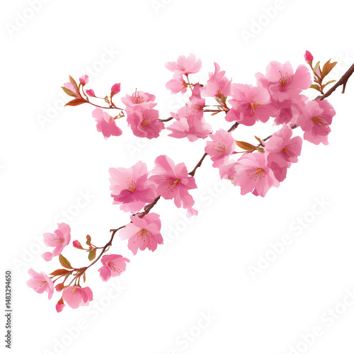 Wallpaper Mural Delicate Pink Cherry Blossoms in Spring , isolated on white background png Torontodigital.ca