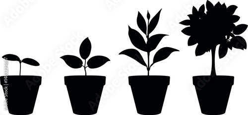 Set of vector illustrations of potted plant silhouettes growing process