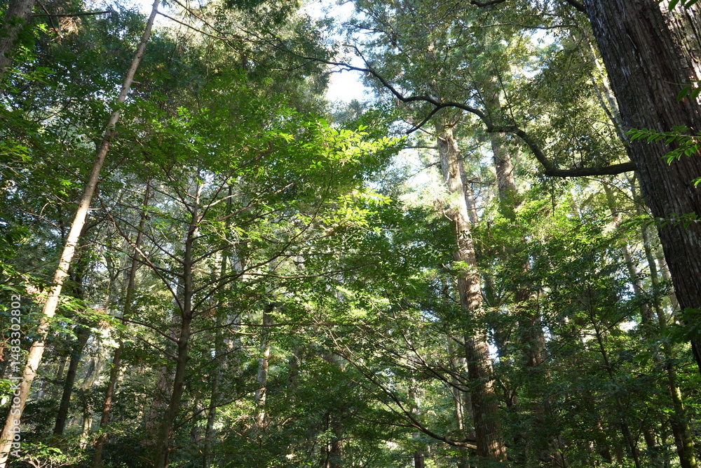 Fototapeta premium Pilgrimage Path to Takiharanomiya or Ise Jingu Shrine Naigu in Mie, Japan - 日本 三重 皇大神宮別宮 瀧原宮 または 伊勢神宮 内宮 参道