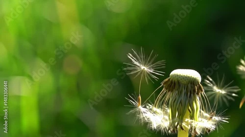 dandelion seed head
