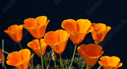 Vibrant Orange Flowers on Dark Background