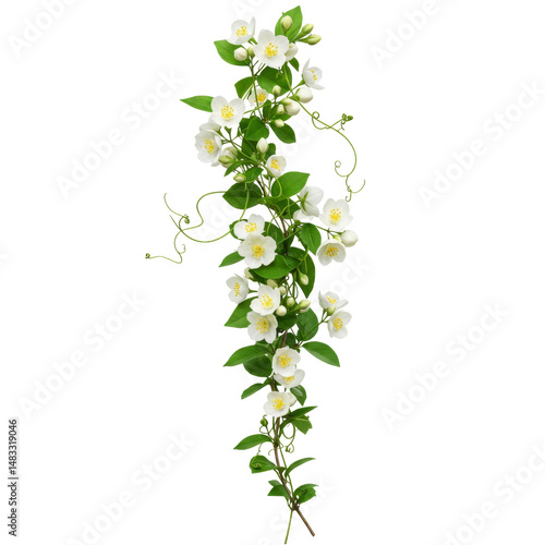 Beautiful white jasmine vine with vibrant green leaves on black background showing elegant tendrils on transparent background