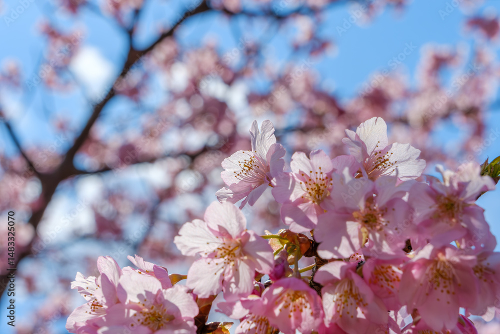 Obraz premium 満開の桜と青空のコントラスト