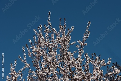 Pink flowers of malus purpurea decorative tree at spring