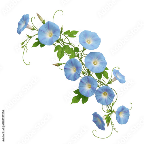 Beautiful morning glory flowers with lush green leaves arranged artistically on a dark background on transparent background