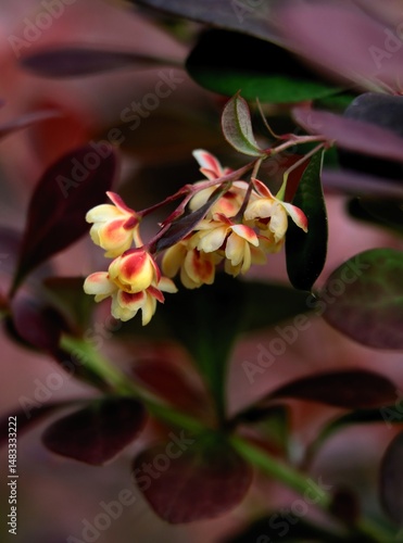 pretty,small flowers of berberis vulgare shrub at spring