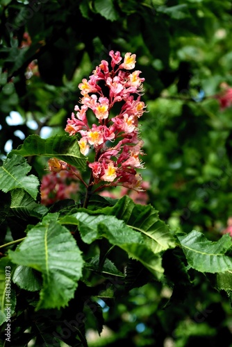 pink flowers of Aesculus carnea flowers tree close up