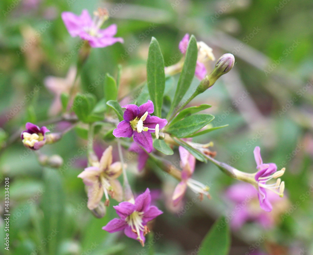 Flowering Lycium barbarum Flowering Lycium barbarum