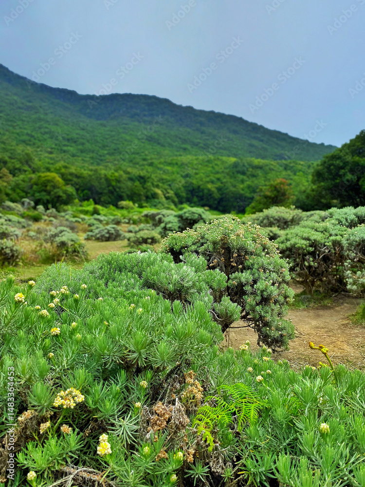 Edelweiss flower trees in the flower field of Papandayan mount Indonesia,the largest edelweiss flower field in Southeast Asia.Anaphalis javanica,rare protected plant.Some flowers are dead and dry Edelweiss flower trees in the flower field of Papandayan mount Indonesia,the largest edelweiss flower field in Southeast Asia.Anaphalis javanica,rare protected plant.Some flowers are dead and dry