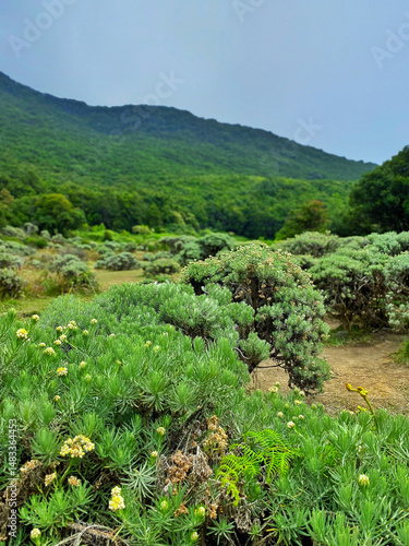Edelweiss flower trees in the flower field of Papandayan mount Indonesia,the largest edelweiss flower field in Southeast Asia.Anaphalis javanica,rare protected plant.Some flowers are dead and dry
