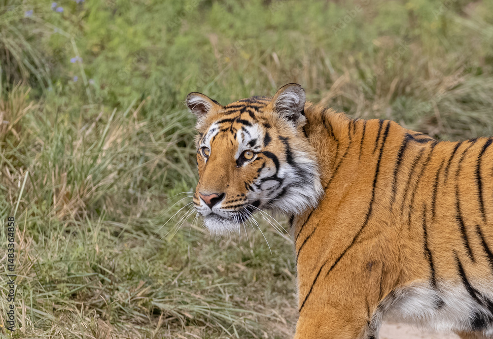 Fototapeta premium Male tiger (Panthera tigris) walking at jungle with natural green background of forest.