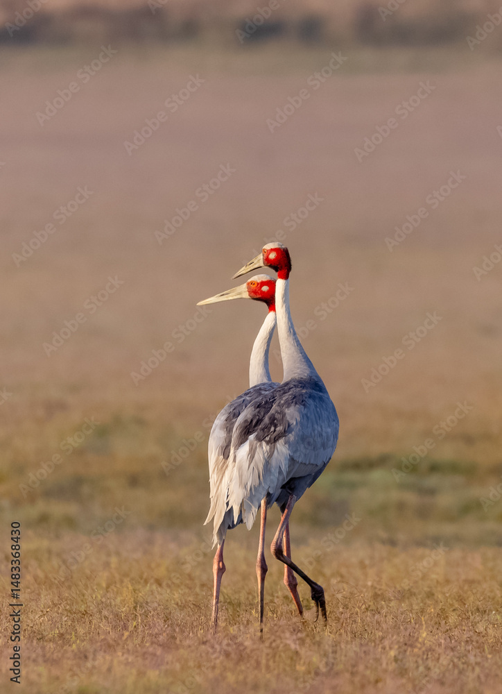 Obraz premium Sarus Crane (Grus antigone) bird pair walking at the grassland of jim corbett forest.