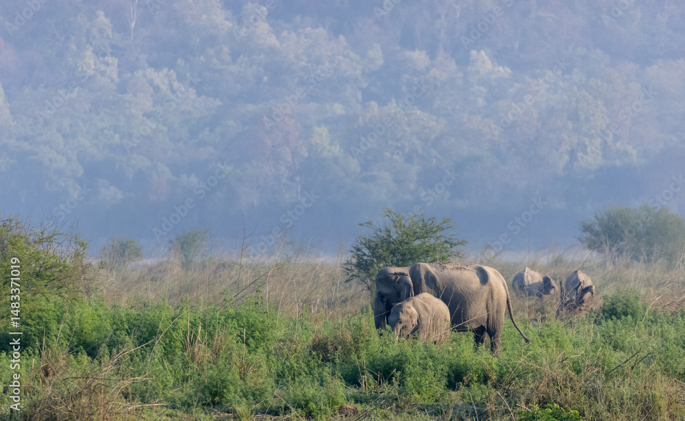 Fototapeta premium Asiatic elephant (Elephas maximus) in the forest of Corbett Tiger Reserve.