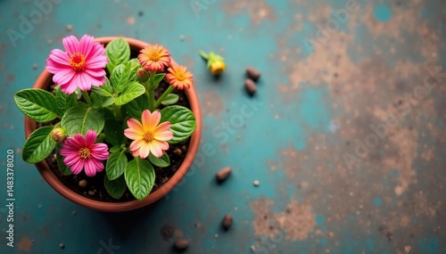 Vibrant colorful flowerpot with blooming flowers, top view , white, pink