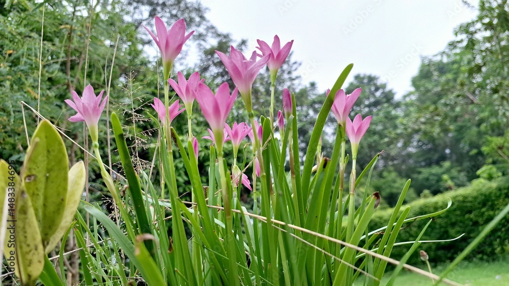 Cluster of Pink Rain Lilies (Zephyranthes): Vibrant Pink Blooms with Green Stems in Garden Setting, Soft Bokeh Background Cluster of Pink Rain Lilies (Zephyranthes): Vibrant Pink Blooms with Green Stems in Garden Setting, Soft Bokeh Background