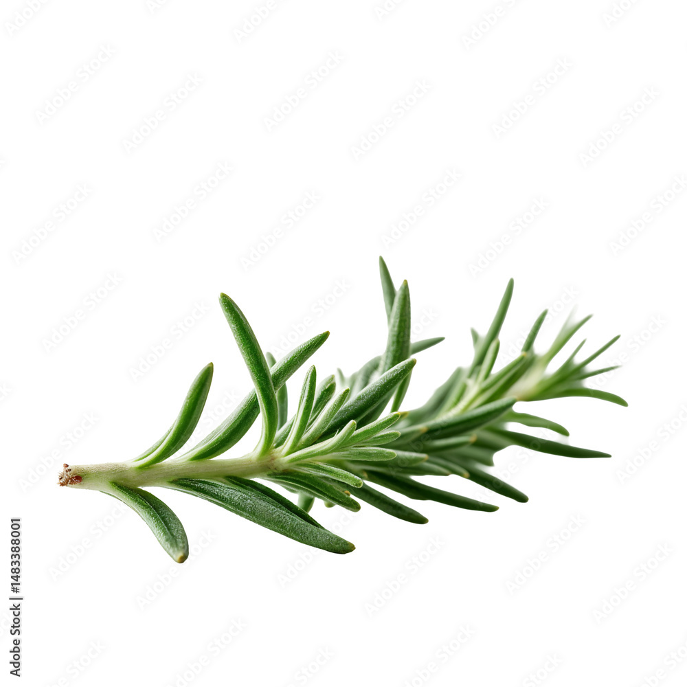 Fototapeta premium A close up of a sprig of rosemary