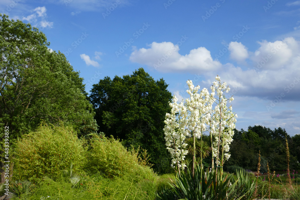 Obraz premium Yucca filamentosa