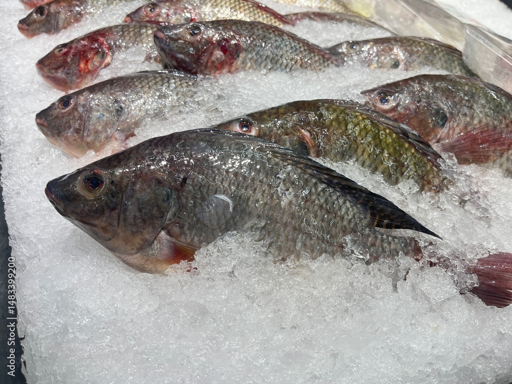 Fresh Nile Tilapia Fish Displayed on Ice at the Seafood Market – A Close-Up Look at Clean, Nutritious, and Locally Sourced Protein Ready for Healthy Cooking Fresh Nile Tilapia Fish Displayed on Ice at the Seafood Market – A Close-Up Look at Clean, Nutritious, and Locally Sourced Protein Ready for Healthy Cooking