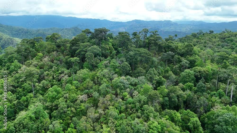 Aerial drone shot over primary Jungle tropical rain forest in Nan, Thailand. Aerial view, moving over a rainforest tree canopy in a slow pace beautiful green nature background of a tropical forest. Aerial drone shot over primary Jungle tropical rain forest in Nan, Thailand. Aerial view, moving over a rainforest tree canopy in a slow pace beautiful green nature background of a tropical forest.