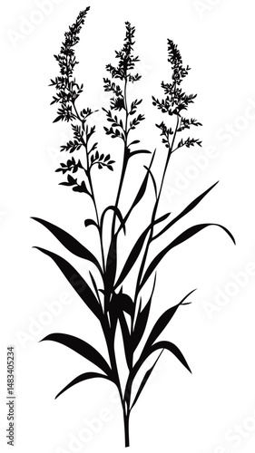Silhouette of tall grass plant with narrow leaves and clustered small flowers isolated on white background minimalist botanical vector illustration black and white