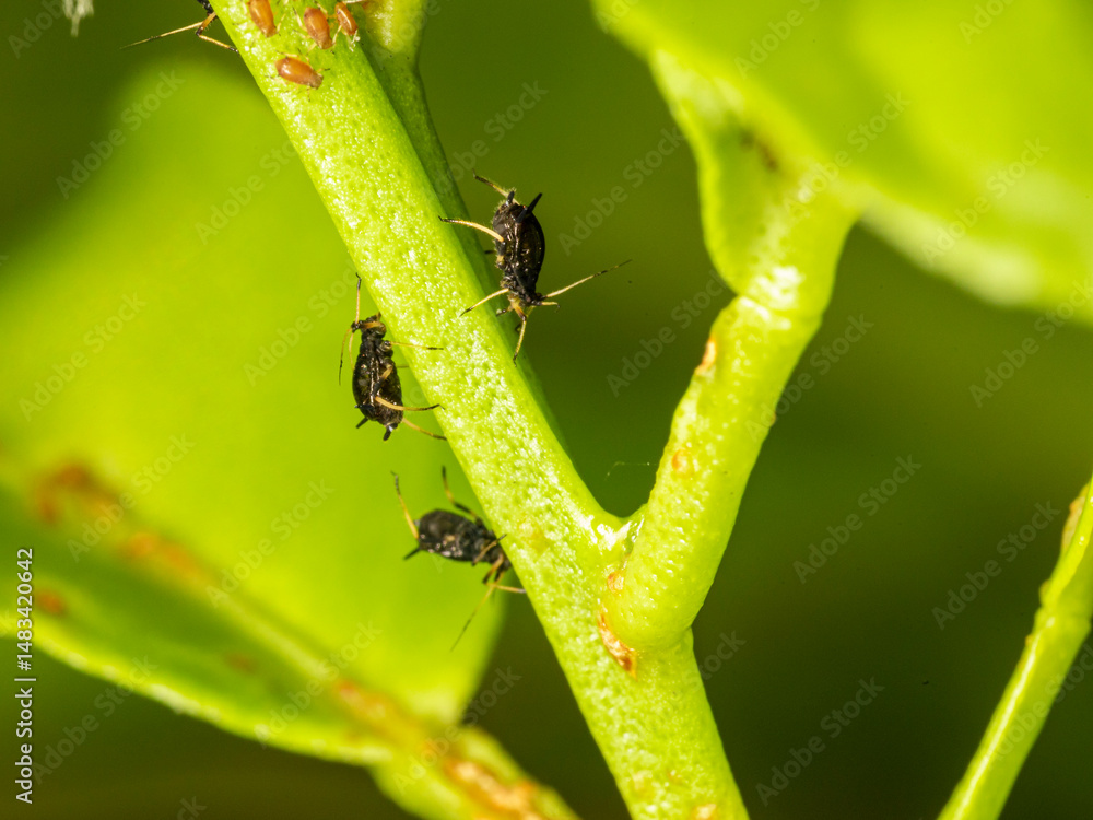 Fototapeta premium Small aphid on a green leaf in the open air