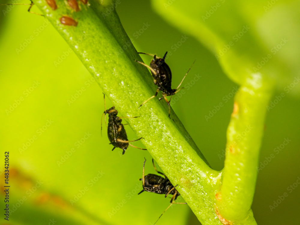 Fototapeta premium Small aphid on a green leaf in the open air