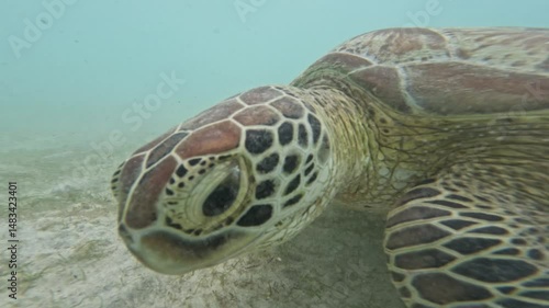 Turtle swimming in the sea