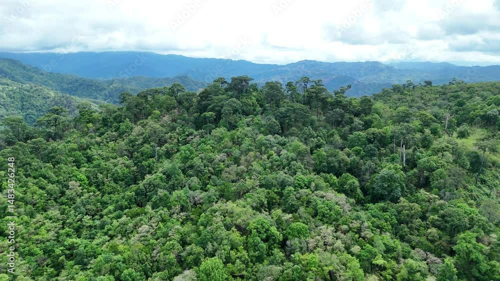 Aerial drone shot over primary Jungle tropical rain forest in Nan, Thailand. Aerial view, moving over a rainforest tree canopy in a slow pace beautiful green nature background of a tropical forest. Aerial drone shot over primary Jungle tropical rain forest in Nan, Thailand. Aerial view, moving over a rainforest tree canopy in a slow pace beautiful green nature background of a tropical forest.