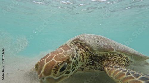 Turtle swimming in the sea