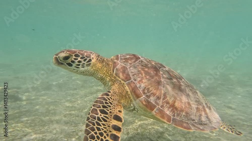 Turtle swimming in the sea
