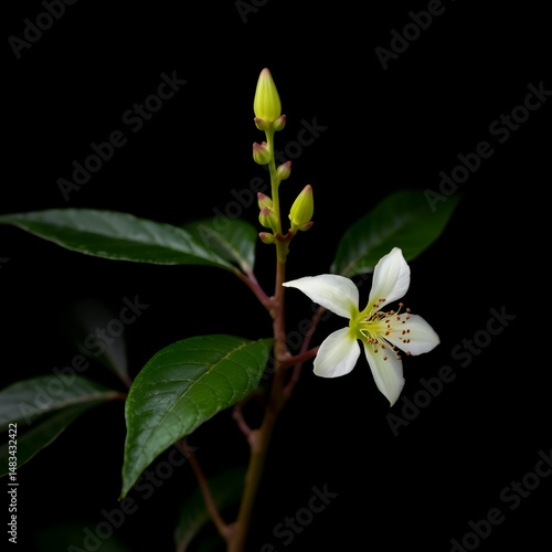 Beautiful psoralea corylifolia,babchi flower Indian with black background.