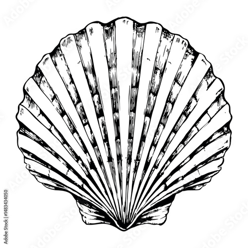 striped scallop shell with radiating ridges, blue outline on white background