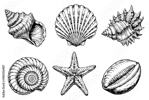 Hand drawn set of seashells and starfish in vintage engraving style isolated on white background