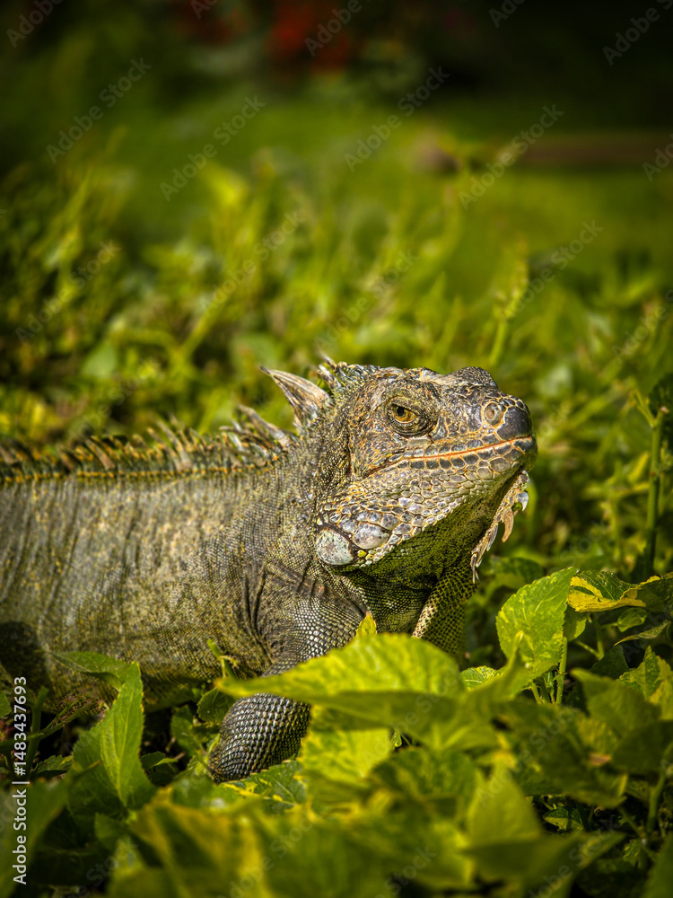 Fototapeta premium Iguana posing on the leaves while feeding.