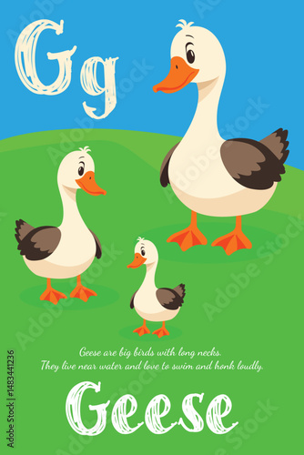 childrens alphabet illustration for letter G with geese in flat vector style.