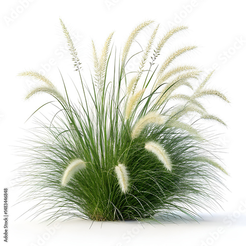 palm tree on white background