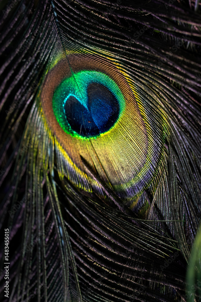 Fototapeta premium Detailed close-up of iridescent peacock feathers showing vibrant blue, green, and gold eyespots with intricate texture and natural patterns.