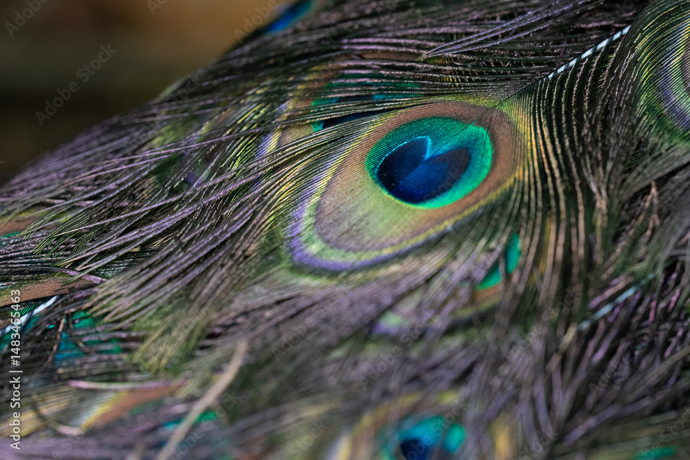 Obraz premium Detailed close-up of iridescent peacock feathers showing vibrant blue, green, and gold eyespots with intricate texture and natural patterns.