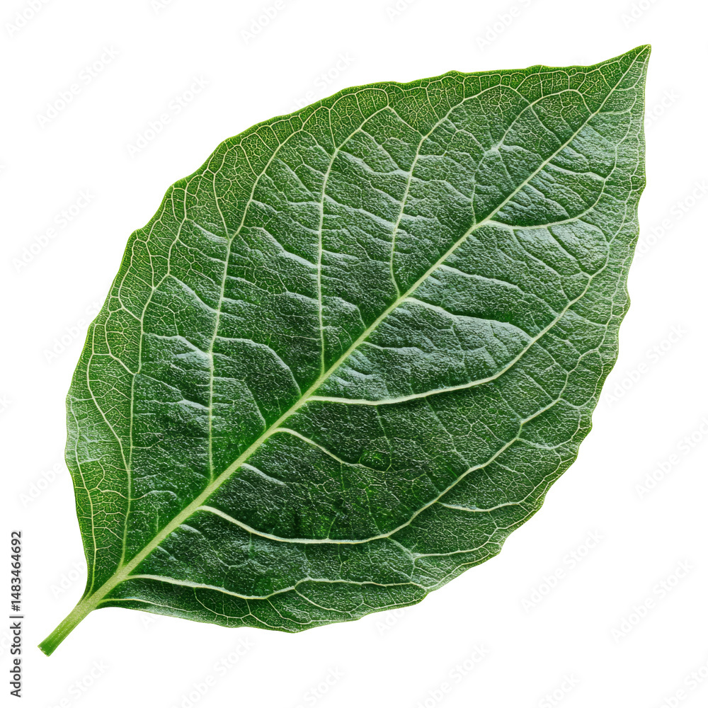 Isolated Green Leaf on Transparent Background for Graphic Design Use Isolated Green Leaf on Transparent Background for Graphic Design Use