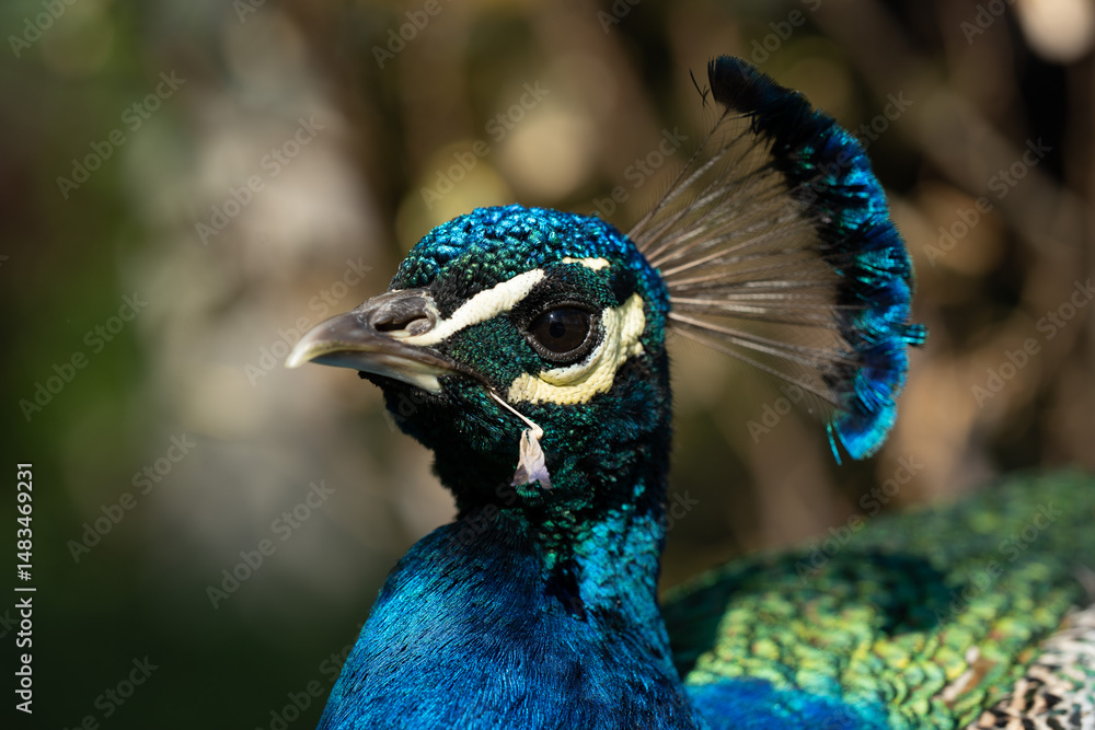 Colorful Peacock in Lush Greenery on a Sunny Day A vibrant Indian peacock with iridescent blue and green feathers standing amidst lush garden greenery on a sunny day Colorful Peacock in Lush Greenery on a Sunny Day A vibrant Indian peacock with iridescent blue and green feathers standing amidst lush garden greenery on a sunny day