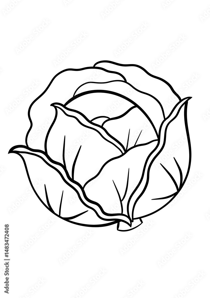 Obraz premium Detailed black and white cabbage outline for coloring and botanical design