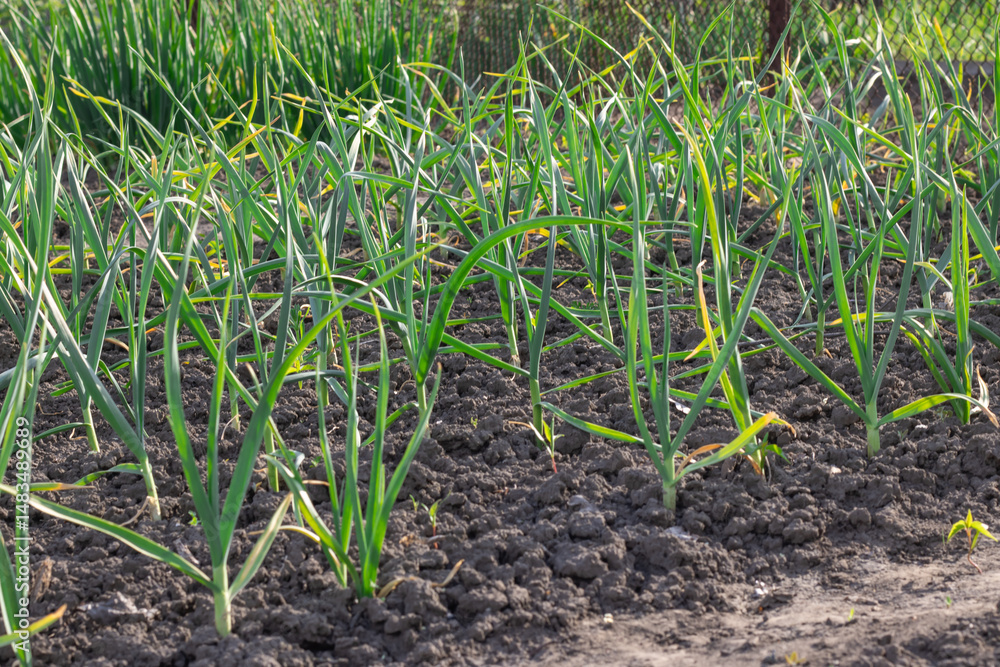 Fototapeta premium Row green stems of top garlic growing in kitchen garden. Seedling of allium sativum the amaryllidaceae family with green leaves in vegetable garden. Shoots of organic plants the subfamily allioideae.