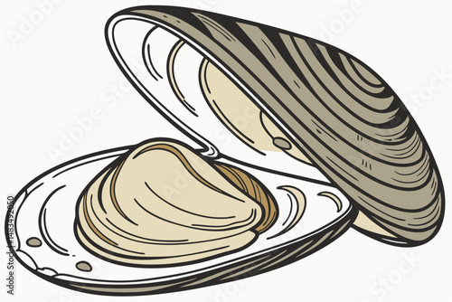 117 mussel, shell, freshwater, bivalve mollusk, close-up, detailed, photorealistic, high resolution